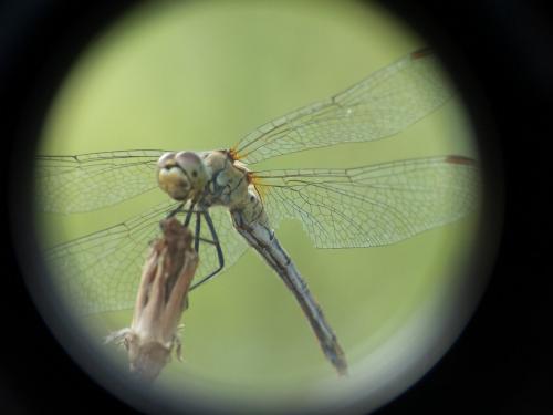 Sympetrum sanguineum